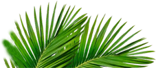 Plantas Decorativas
